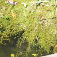 Utricularia gibba L.